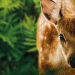 Bambi: Příběh života z lesů